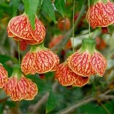 Chinese Lantern